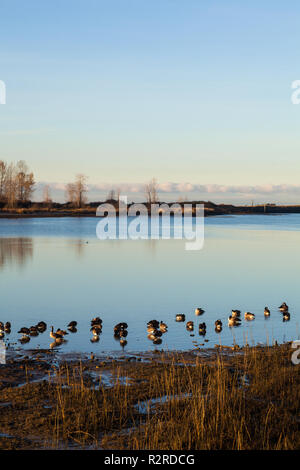 Oche del Canada sulle velme del Fraser Fiume Tagliamento a bassa marea Foto Stock