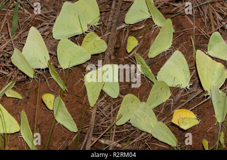 Fango-copertura solfuri, poco gialli, Pyrisitia lisa, senza nuvole solfuri, Phoebis sennae e Tailed arancione, Pyrisitia proterpia Foto Stock