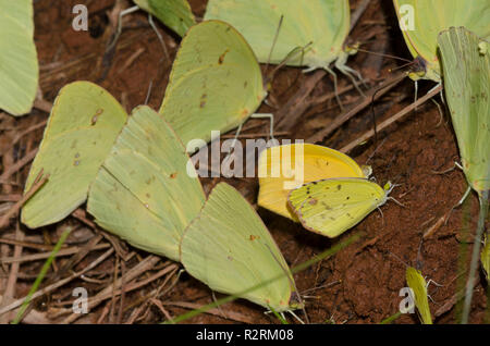 Fango-copertura solfuri, poco gialli, Pyrisitia lisa, senza nuvole solfuri, Phoebis sennae e Tailed arancione, Pyrisitia proterpia Foto Stock