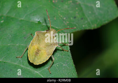 Bug Stink, Euschistus sp., ninfa Foto Stock