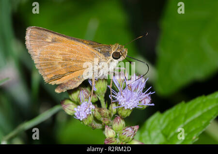 Southern Broken-Dash, Polites otho, on mistflower, Conoclinium coelestinum Foto Stock