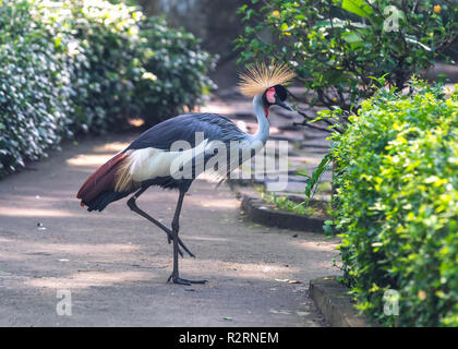 African Crowned Crane allo zoo con un collo alto diffondersi fuori come un bellissimo colorato Foto Stock