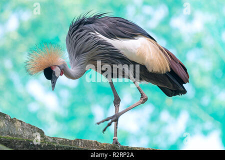 African Crowned Crane allo zoo con un collo alto diffondersi fuori come un bellissimo colorato Foto Stock