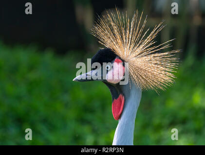 African Crowned Crane allo zoo con un collo alto diffondersi fuori come un bellissimo colorato Foto Stock