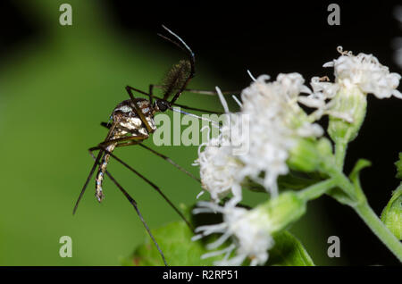 Elephant zanzara, Toxorhynchites rutilus, maschio raccogliendo il nettare da bianco snakeroot, Ageratina altissima Foto Stock