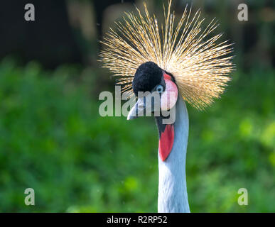 African Crowned Crane allo zoo con un collo alto diffondersi fuori come un bellissimo colorato Foto Stock