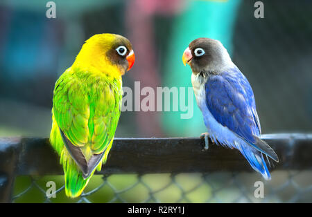 Lovebird pappagalli seduti insieme. Questo uccelli vive nella foresta e addomesticati per animali domestici Foto Stock