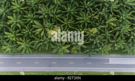 Vista aerea della strada locale tra palm tree plantation e campo di riso nel sud della Thailandia Foto Stock
