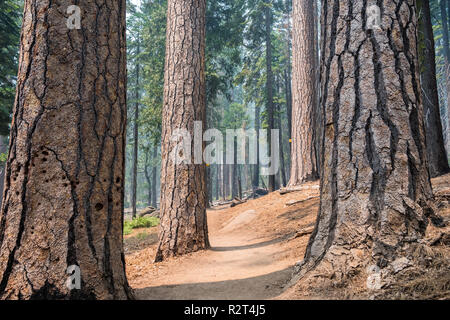 Il percorso tortuoso attraverso una foresta di pini, del Parco Nazionale Yosemite, Sierra Nevada, in California Foto Stock