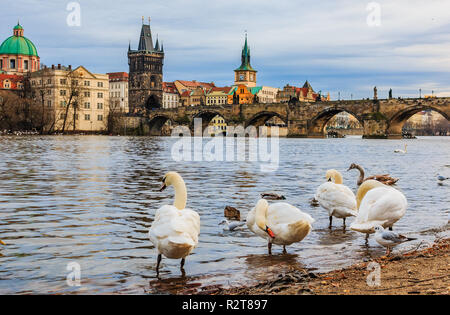 Famoso ponte Carlo e cigni sul fiume Moldava a Praga, Repubblica Ceca Foto Stock