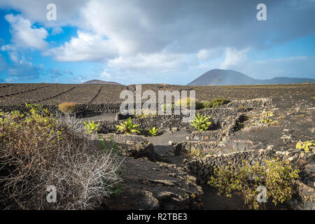 I vigneti di La Geria, Lanzarote, Isole Canarie, Spagna Foto Stock