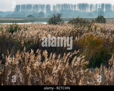 RSPB riserva Minsmere Suffolk vista invernale Foto Stock