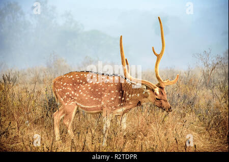 Giovane maschio Cheetal (noto anche come macchiati o asse) cervi in mattinata nebbie - Parco nazionale di Ranthambore. Foto Stock