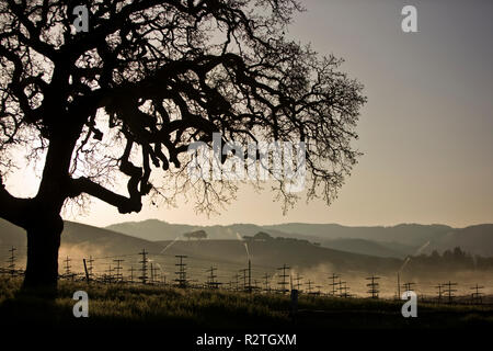 Scraggy tree accanto a filari di viti in un vigneto in remoto su un nebbioso giorno. Foto Stock