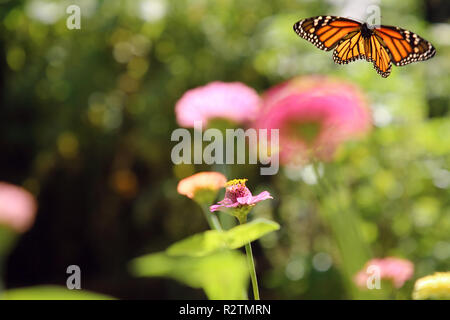 Farfalla monarca, Danaus Plexippus in volo Foto Stock