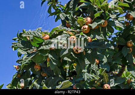 Gruppo freschi maturi frutti nespola nel ramoscello, Simeonovo district, Sofia, Bulgaria Foto Stock