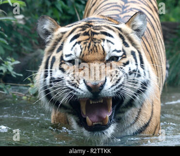 amurtiger Foto Stock