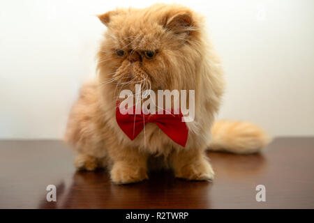 Immagine del gatto di zenzero in rosso il filtro bow tie seduta Foto Stock