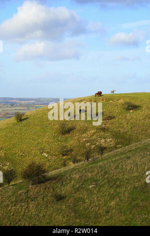 Una vista sulle colline di Barton nella Riserva Naturale del Bedfordshire Foto Stock