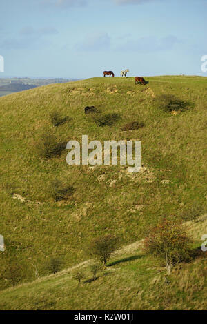 Una vista sulle colline di Barton nella Riserva Naturale del Bedfordshire Foto Stock