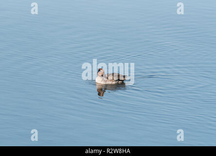 Nuoto Teal (Anas crecca) Foto Stock