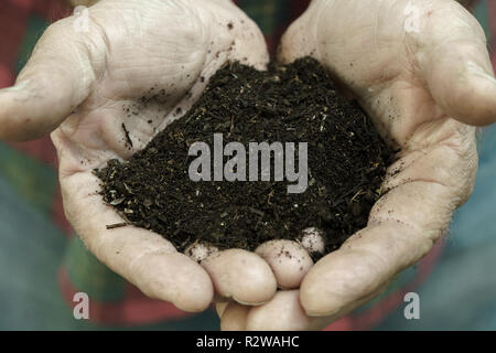 mani dell'uomo che tengono il suolo finito del composto Foto Stock