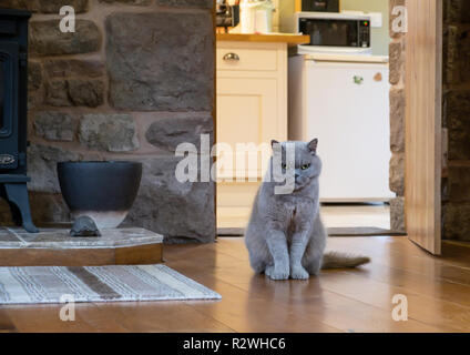 Un Britannico gatto blu su un pavimento in legno della sala. Foto Stock