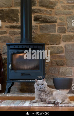 Un Britannico gatto blu che giace di fronte a woodburning stufa. Foto Stock