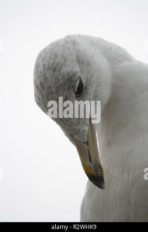 Gabbiano Foto Stock