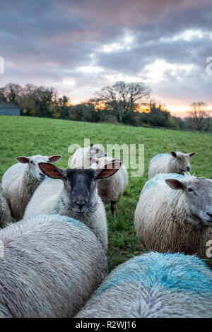 Erba di ovini alimentati in un campo di Monmouthshire, Galles del Sud. Foto Stock