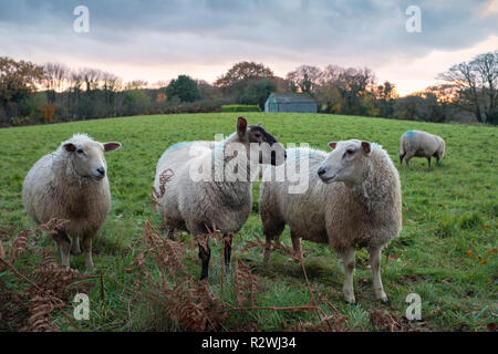 Erba di ovini alimentati in un campo di Monmouthshire, Galles del Sud.
