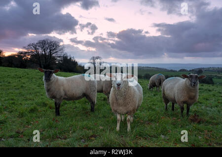 Erba di ovini alimentati in un campo di Monmouthshire, Galles del Sud. Foto Stock