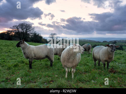 Erba di ovini alimentati in un campo di Monmouthshire, Galles del Sud. Foto Stock