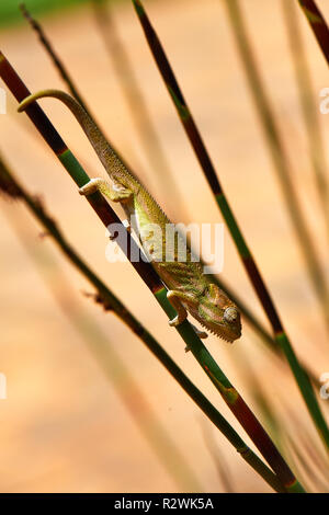 Cape Dwarf camaleonte nella lavanda Foto Stock