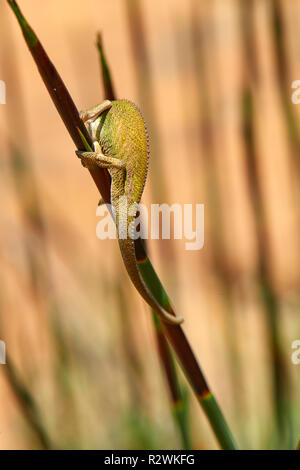 Cape Dwarf camaleonte nella lavanda Foto Stock