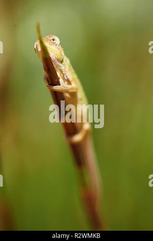 Cape Dwarf camaleonte nella lavanda Foto Stock