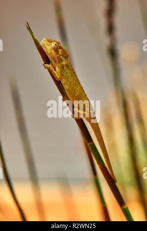 Cape Dwarf camaleonte nella lavanda Foto Stock