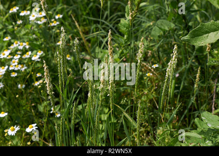 Alopecurus mvosuroides Foto Stock