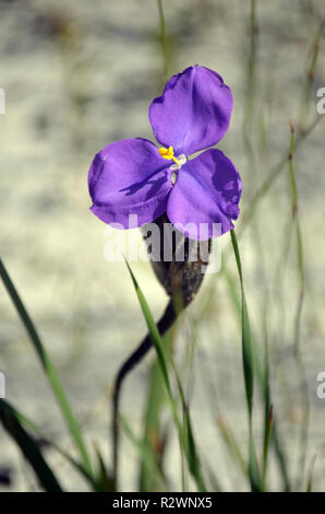 Nativi Australiani setosa bandiera viola iris fiori selvatici, Patersonia sericea, famiglia Iridaceae, fioritura in primavera, Royal National Park, NSW Foto Stock