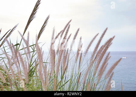 Pennisetum setaceum dal mare Foto Stock