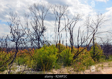 La nuova crescita di eucalipto annerito, Casuarina e Banksia alberi a seguito di una bushfire in heath e bosco in prossimità di Wattamolla nel Royal National Park, Foto Stock