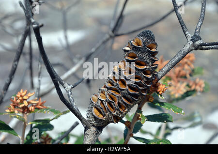 Aprire il seme dei follicoli piliferi e nuova crescita su Banksia oblongifolia cono, la felce -lasciava Banksia, a seguito di una bushfire in heath, nel Royal National Park Foto Stock