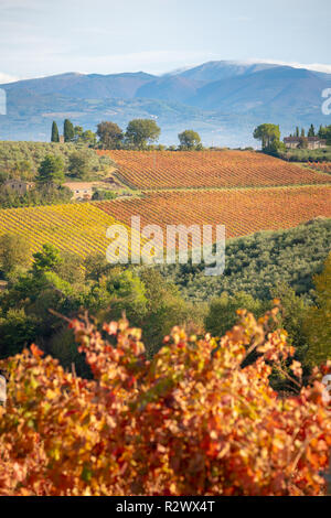 Sagrantino Wine vigneti in autunno, Montefalco in Umbria, Italia Foto Stock