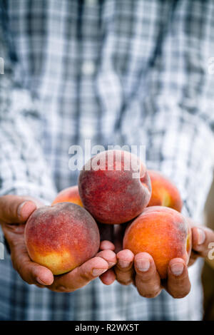 Pesche raccolto. Gli agricoltori le mani con appena raccolto peach Foto Stock