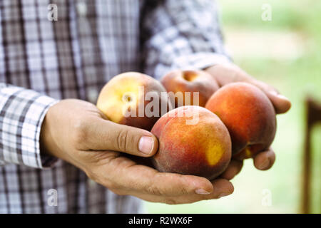 Pesche raccolto. Gli agricoltori le mani con appena raccolto peach Foto Stock