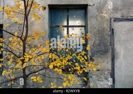 Magazzino abbandonato entrata sulla parete di cemento, facciata con finestra e albero Foto Stock