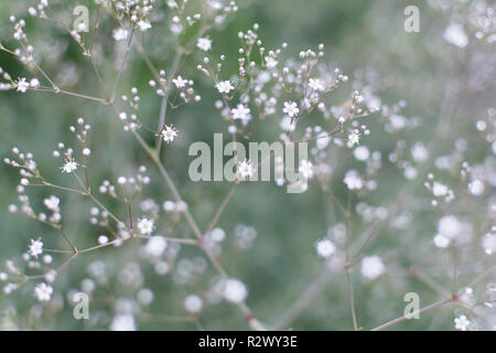 Sfocata soft leggero sottofondo con numerosi white bimbo di respiro (Gypsophila paniculata) fiori nel giardino. Sullo sfondo della natura con comuni gypsophila. Foto Stock