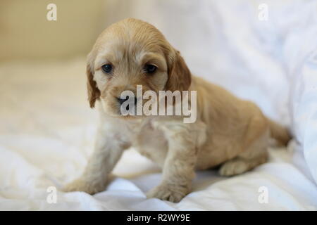 Cockapoo cucciolo Foto Stock