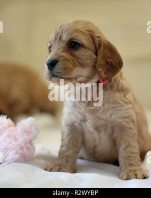 Cockapoo cucciolo Foto Stock