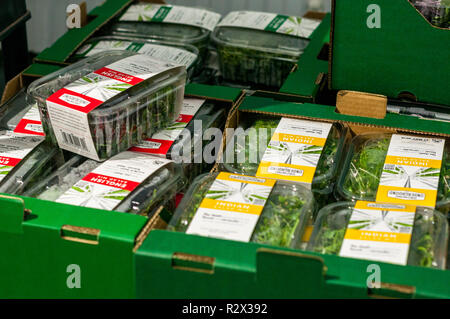 Contenitori di insalata mista in scatole di spedizione in attesa a crescere in metropolitana in un vecchio WW2 bomb shelter. Foto Stock